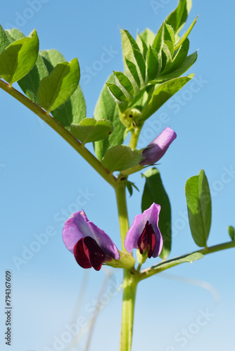 Futterwicke, Saat-Wicke, Vicia sativa, Blüte, Einzelpflanze photo