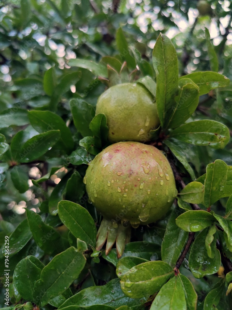 Green pomegranate in the tree (Punica granatum) Green pomegranate in the tree (Punica granatum)