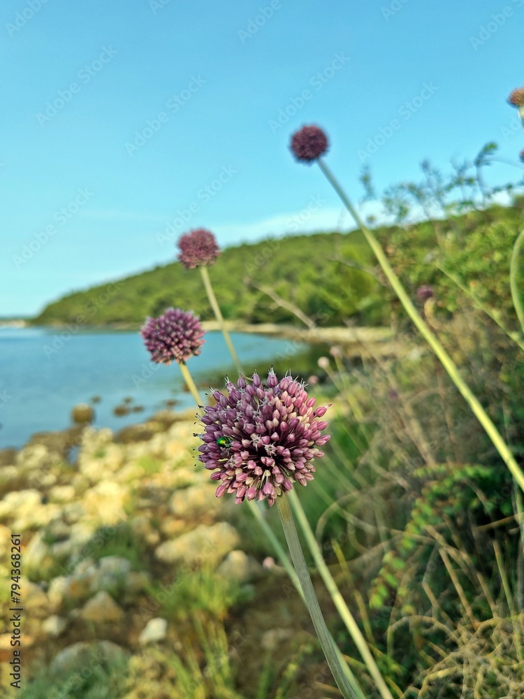 Flowers on the beach - Sea Garlic (Allium commutatum ) - summer landscape at seaside with mediterranean flora Flowers on the beach - Sea Garlic (Allium commutatum ) - summer landscape at seaside with mediterranean flora