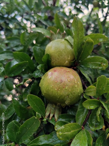 Green pomegranate in the tree (Punica granatum)