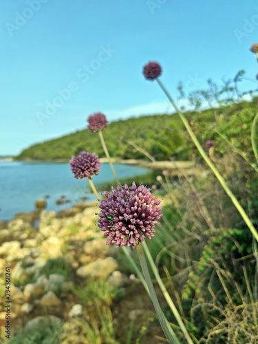 Flowers on the beach - Sea Garlic (Allium commutatum ) - summer landscape at seaside with mediterranean flora