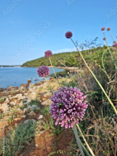 Flowers on the beach - Sea Garlic (Allium commutatum ) - summer landscape at seaside with mediterranean flora
