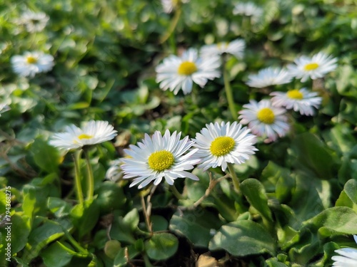 Wild daisy flower in the grass during springtime - Bellis perennis
