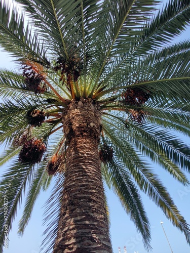 Palm tree under blue sky - cityscape - mediterranean flora