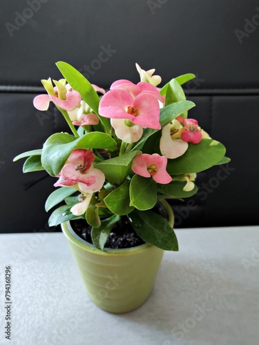 Crown-of-thorns plant - with pink flowers in a small pot (Euphorbia milii)