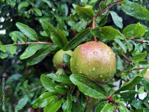 Green pomegranate in the tree (Punica granatum) - beautiful fruits ripening - after rain