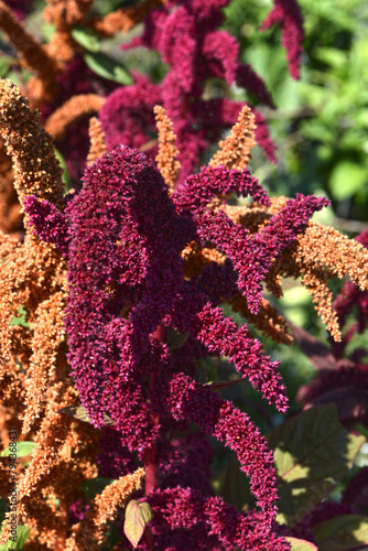 Obraz na płótnie Amarant, Amaranthus cruentus