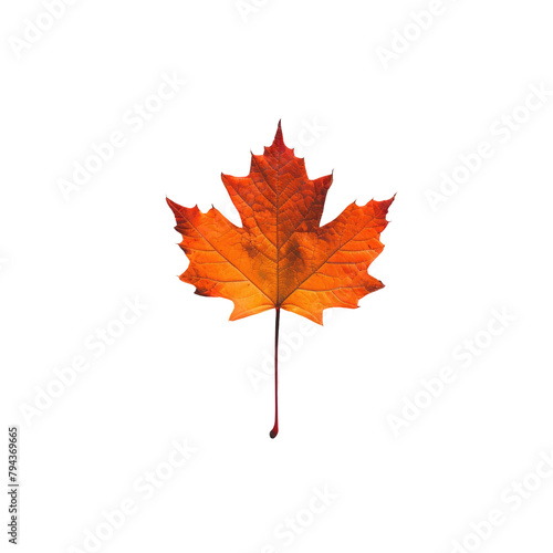 A lone maple leaf stands out against a transparent background
