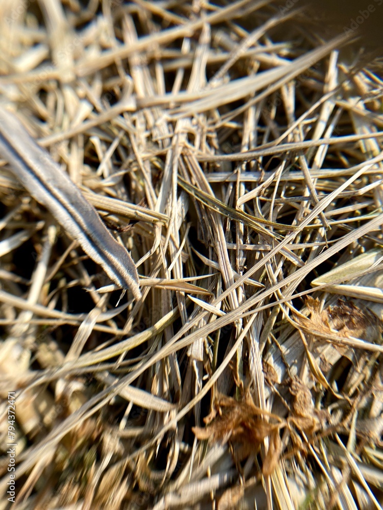 Yellow withered grass in early spring. Close-up photo. Yellow withered grass in early spring. Close-up photo.
