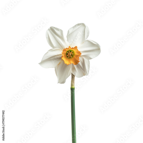 A white narcissus Narcissus poeticus standing alone against a transparent background