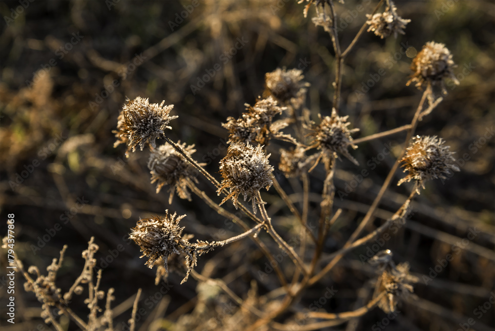 Spring landscape - thistles in the morning frost Spring landscape - thistles in the morning frost