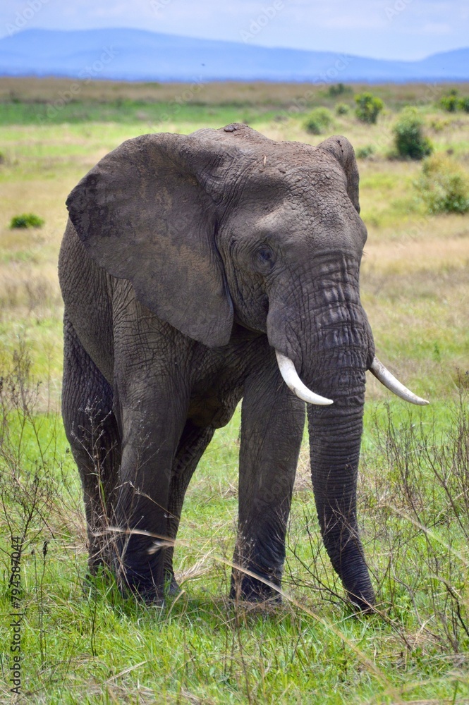Close up of elephant in Masai Mara, Kenya