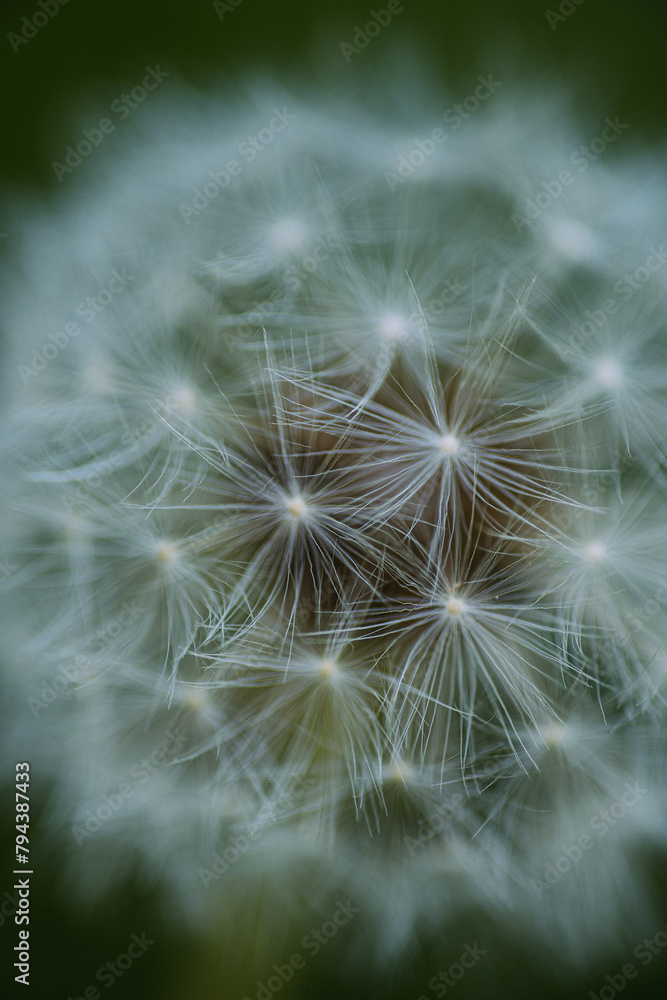 Fototapeta premium spring time in closeups