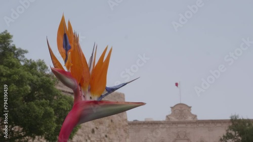 A pull focus shot between a Birds of Paradise flower and the Maltese flag blowing on the top of a building at Castile, Valletta, Malta. photo