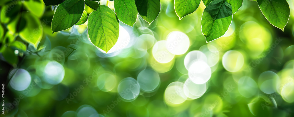 Grüne Blätter verzieren einen breiten Bokeh Hintergrund aus Glanzlichtern in der Natur Grüne Blätter verzieren einen breiten Bokeh Hintergrund aus Glanzlichtern in der Natur