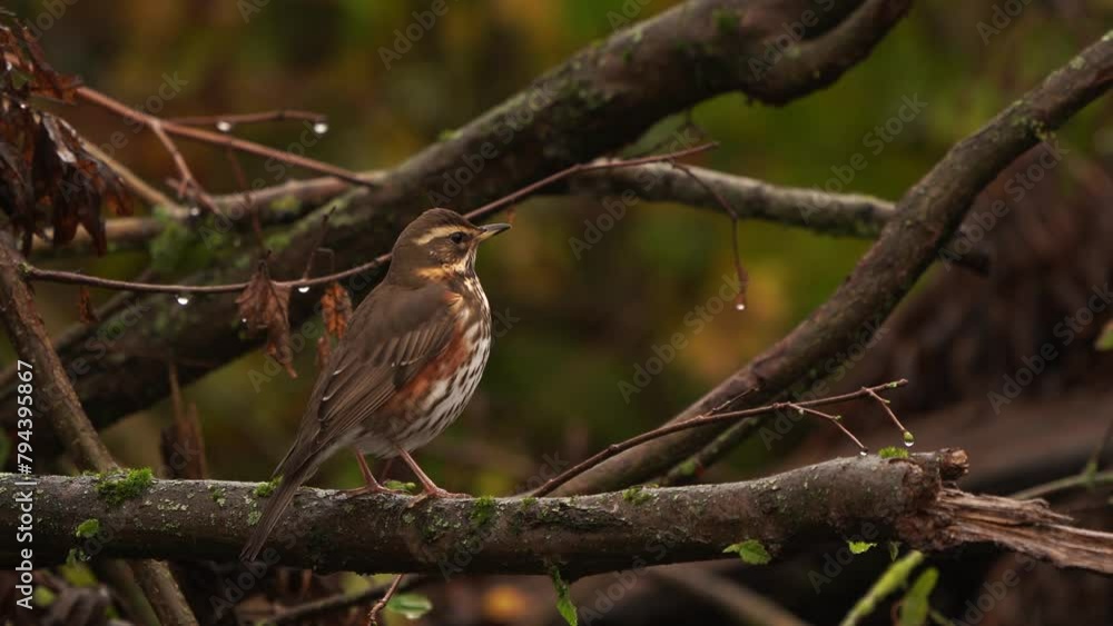 An autumn scene with a redwing (Turdus iliacus) An autumn scene with a redwing (Turdus iliacus)