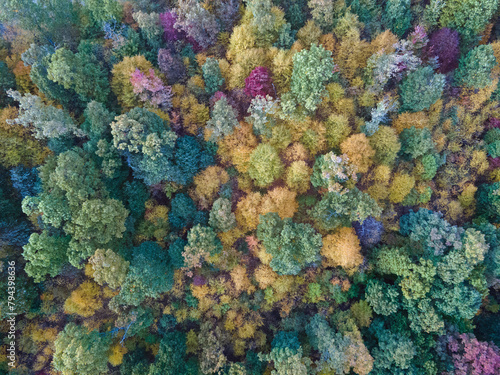 Aerial top down of fall tree tops in the Appalachian mountains in rural Central Pennsylvania