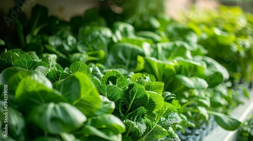 Close-up of a variety of leafy green plants growing in a sustainable vertical farm