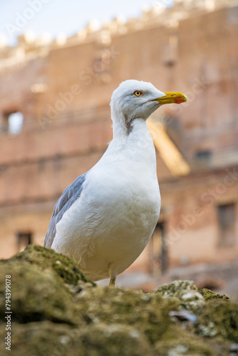 Closeup of a seagull at the Roman Colosseum