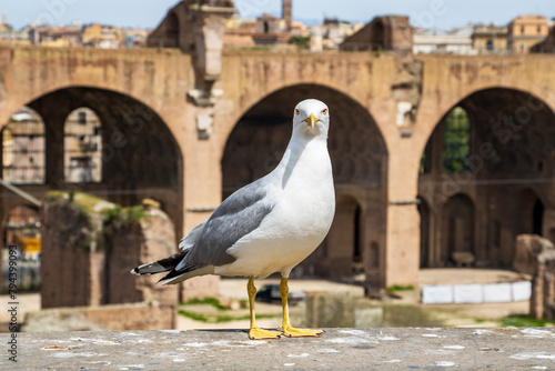 Closeup of a seagull at the Roman Forum