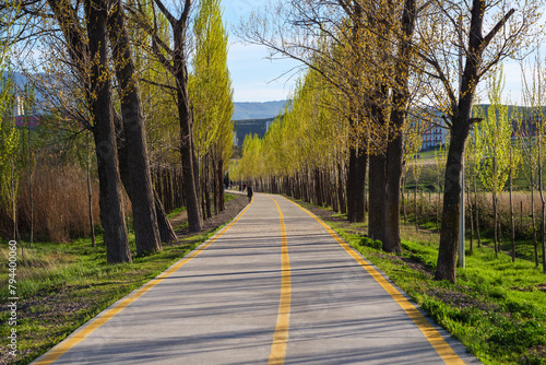 A tree-lined paved walking lane, going in perpective through a tranquil park, bathed in the warm glow during golden hour. photo