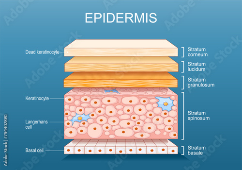 epidermis anatomy. Skin structure