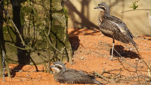 Bush thick-knee bird resting on the ground on a sunny day photo