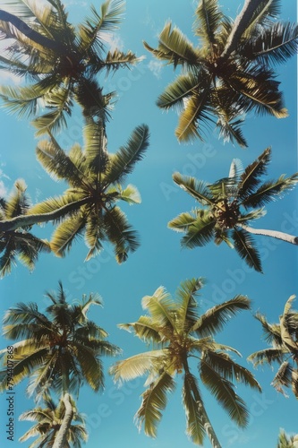 Low angle view of tropical palm trees over clear blue sky
