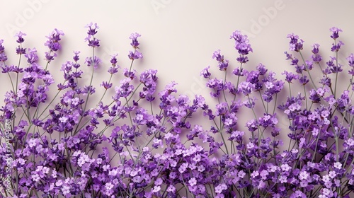 A group of purple flowers arranged on a white wall, facing another white wall