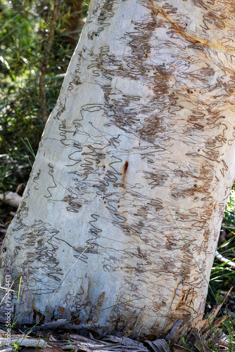 Bark of the Australian Scribbly Gum Tree showing scaring caused by the larvae of the Scribbly Gum Moth