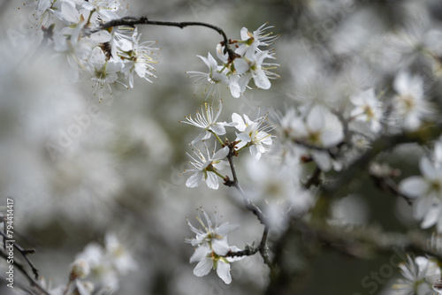 premières fleure du printemps sur les arbres