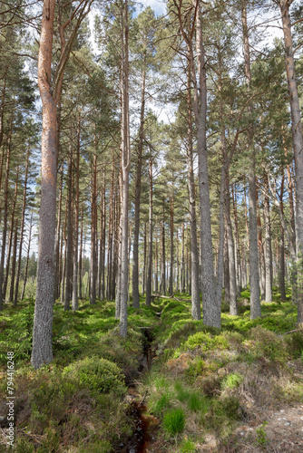 Dense Trees in Badaguish Forest