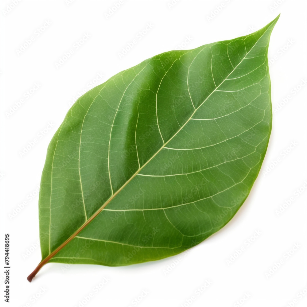 Obraz premium beautiful leaf of a large ficus on a white background сreated with Generative Ai