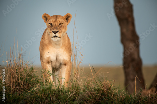 Photography Lioness standing on the grass, Maasai Mara, Kenya