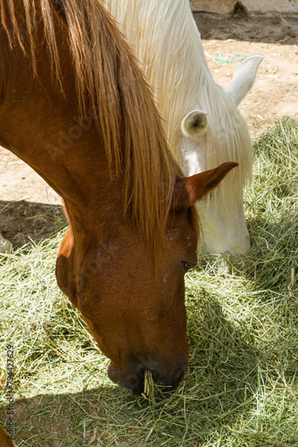 Portrait of white and brown horses eating dry grass in outdoor stables of horse-riding club.