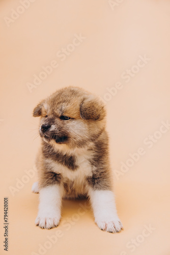 Brown-haired puppy of the Japanese Akita Inu breed sits on a beige background. World Animal Day