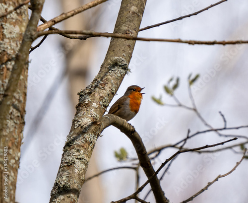 The European robin (Erithacus rubecula), known simply as the robin or robin redbreast