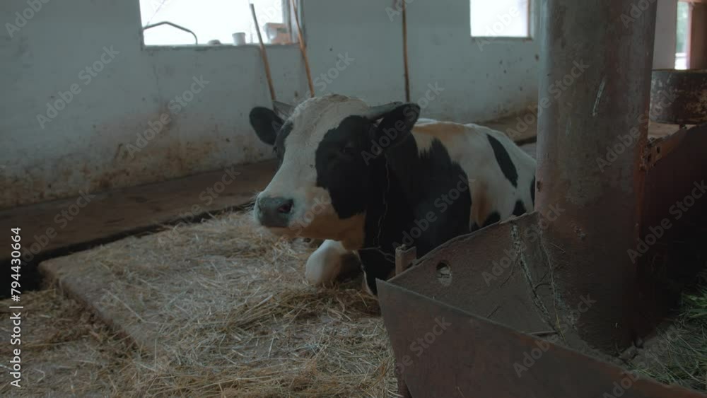 Close-up of a cow's face in large barn with partitions. Breeding farm ...