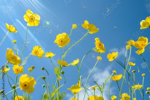 Flying buttercups heads on blue sky background
