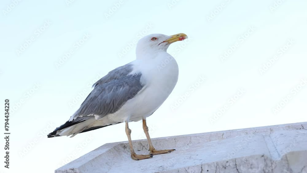 Close-up of a vigilant seagull standing on a ledge against a clear sky, showcasing its detailed plumage and keen eyes. World Wildlife Day. Close-up of a vigilant seagull standing on a ledge against a clear sky, showcasing its detailed plumage and keen eyes. World Wildlife Day.