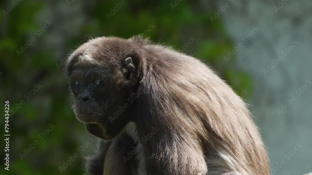 A Spider monkey sitting down and looking around on a sunny day. A Spider monkey sitting down and looking around on a sunny day.