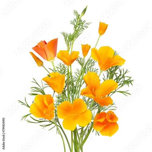 Bouquet of yellow or orange flowers Eschscholzia isolated on white background. Tender spring or summer flowers
