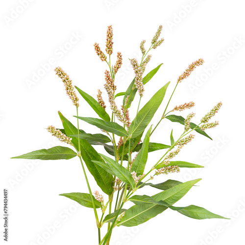 Persicaria maculosa flowers isolated on white background. Bouquet of decorative garden plant flowering as a spikelet. Spring blossom. Blooming  tree