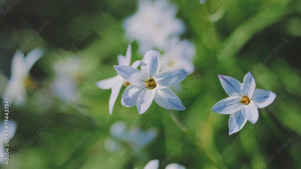 春風に揺られるハナニラ_野花_野草_4K_スローモーション