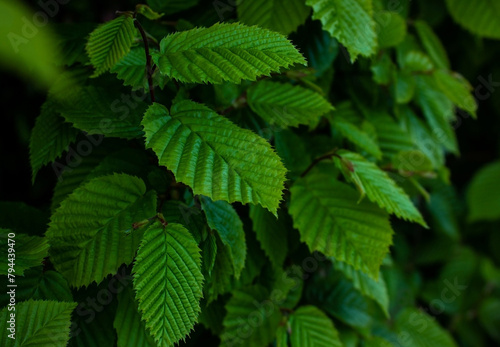 Close-up of Hornbeam leaves in hedge at spring time background. Selective focus of Ulmus pumila celer leaves, European hornbeam. Green leaf pattern with sunlight, Nature background.