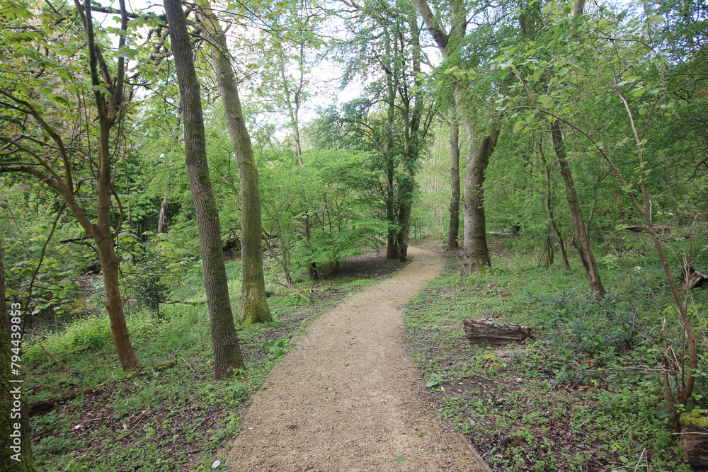 The nature of the Queens Hill forest on a rainy day