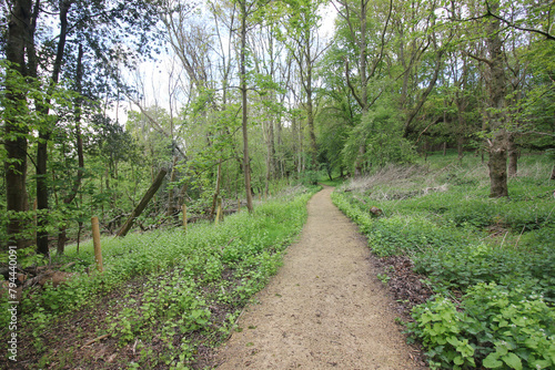 The nature of the Queens Hill forest on a rainy day