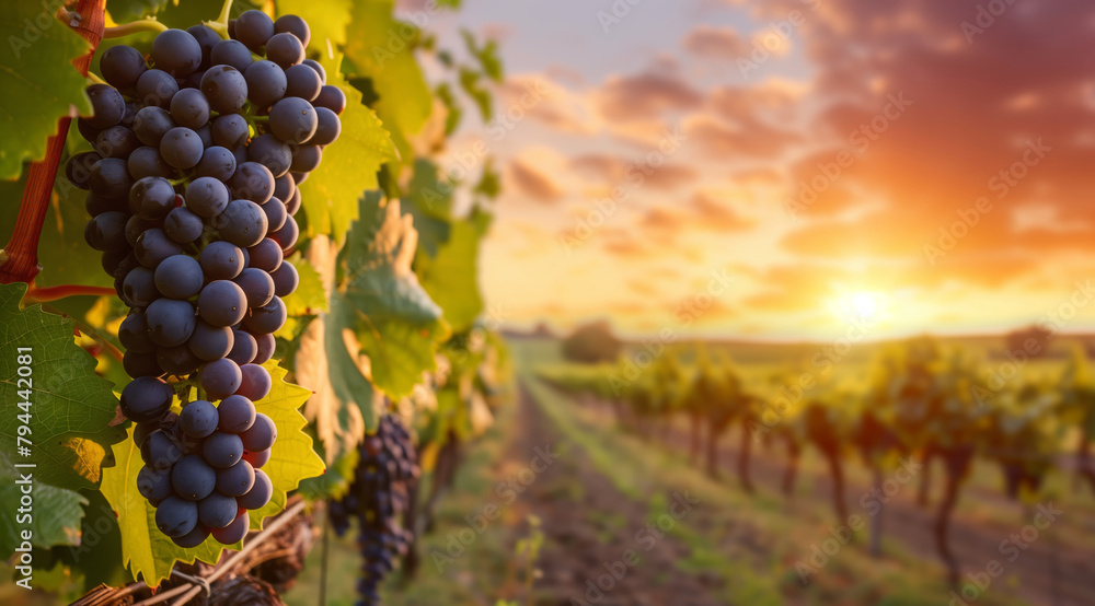 Bright ripe dark grape on a branch overlooking a sunset landscape with vineyards.