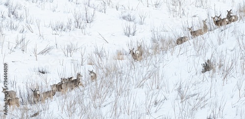 Jackson Hole Mule Deer