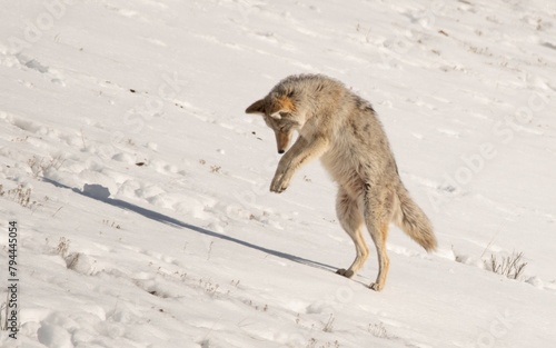 Jackson Hole Coyote